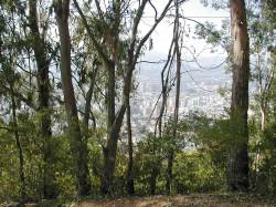 Caracas à travers les arbres