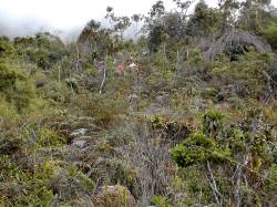 Vegetationswechsel im Pico Occidental