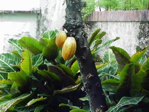 Ein Kakaobaum mit Fruechten