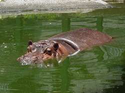 Hipopotamo del zoológico