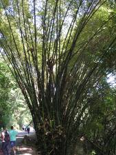 Bambúes en la vía a Ocumare