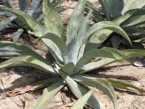 Agave Cocuy Trelease