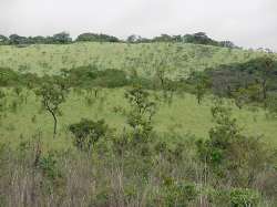 Vegetación herbácea de la Sabana, en la vía que va de Ciudad Guayana al Guri