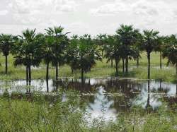 Esteros de Camaguán inundados en Invierno