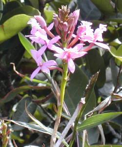 Epidendrum Secundum