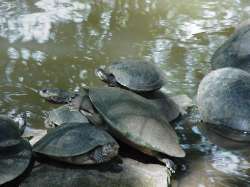 Schildkröten in Park Loefing