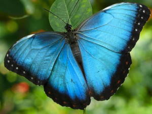 Mariposa azul (Mariposa Nacional de Venezuela)