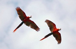 Guacamayas volando