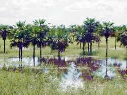 Palm trees in Estero