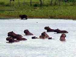 Capybaras in a lagoon