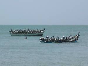 Barcos de pescadores com pelicanos