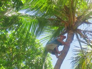 Hombre buscando cocos