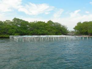 Breeding place for oysters