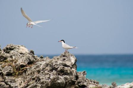 Aves de la isla La Tortuga