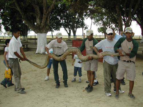 Anaconda cargada por varios hombres