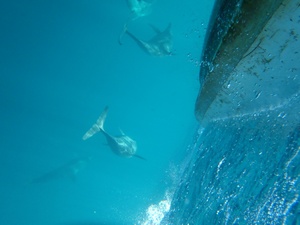 Delfines bajo el agua