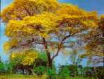 Araguaney, el árbol nacional